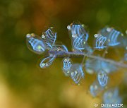 Tuniciers Ascidians